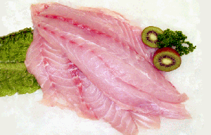 florida grouper