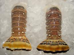 Florida spiny lobster