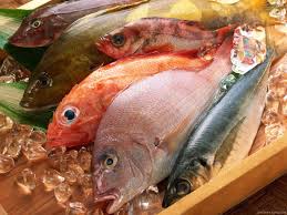 buy key west snapper