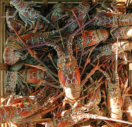 Florida Spiny Lobster