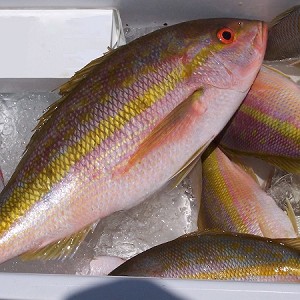 Fresh Key West snapper